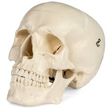 The eight major bones of the cranium are connected by cranial sutures, which are fibrous bands of tissue that. Amazon Com Medical Anatomical Skull Model 3 Parts Life Sized Human Mold Industrial Scientific