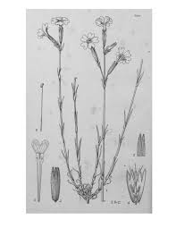 Image result for Melinis macrochaeta