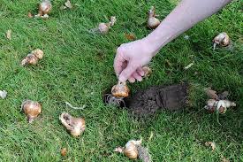 Early spring bulbs look fantastic naturalized in grassy areas, but as pretty as they are, this planting method isn't for everyone. How To Plant Bulbs In Grass Rhs Gardening