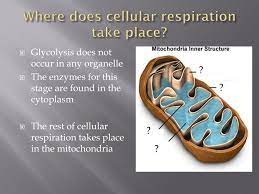 Mitochondria are the organelles in which cellular respiration occurs. Ppt 4 2 Cellular Respiration Powerpoint Presentation Free Download Id 6265091