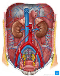 There are two kidneys, each about the size of a fist, located on either side of the spine at the lowest level of the rib cage. Kidneys Anatomy Function And Internal Structure Kenhub