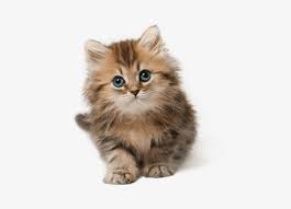 Eats pate and dry food. Cute Cat Kitten Png Free Images Toppng Cute Cat Png 480x555 Png Download Pngkit