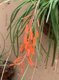 Image result for Aloe ballii