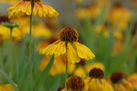 Check spelling or type a new query. Helenium Mardi Gras Fairweathers Garden Centre
