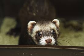 Ferret Poop A Go To Guide On Ferret Bowel Movements