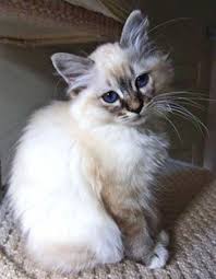 Seal Point Birman Kittens For Sale Nz Seal Tabby Point Birman Just Like My Baby Dewey Cute Cats And Kittens Pretty Cats Birman Kittens