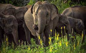 We did not find results for: Asian Elephant Wildlife Elephant Family Wild Animals Sri Lanka Elephants Hd Wallpaper Peakpx