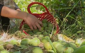 Australian coconuts beach harvested from pristine port douglas, queensland beaches. Harvest Season For Walnuts Begins In Kurdistan Rudaw Net
