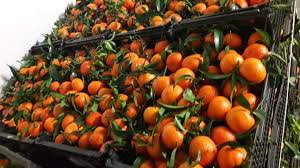 LES BELLES ORANGES CLÉMENTINE CITRON CHEZ ORGANIC - Par tous les dans le  monde entier - Demandes le prix - Ex works/Cif - Sans limite - algerie  producteur Recherche de client - Espaceagro