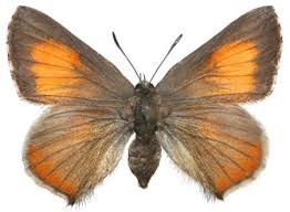 Image result for Rutidea fuscescens