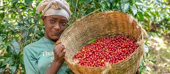 We did not find results for: The Ethiopian Moka Coffee Quai Sud