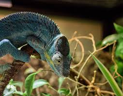What makes a good pet lizard? Do Chameleons Make Good Pets For Kids Life Family Joy