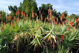 Image result for Aloe arborescens × musapana