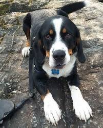 Bernese mountain dog husky mix: 57 Berner Sennenhund Mischlingsrassen Hunde Zentrale