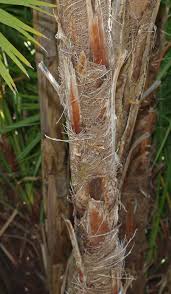 Image result for Acoelorrhaphe wrightii