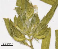 Image result for Polygala persicariifolia