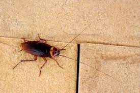 If you think seeing a single cockroach crawling underneath your sink isn't. Roach Facts Cockroach Control Information Aai Pest Control