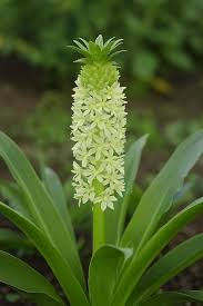 Image result for Eucomis autumnalis