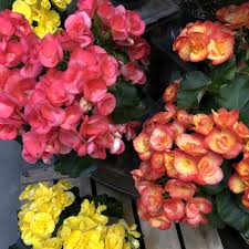 Choose an indoor type of begonia. All About Begonias The Good Earth Garden Center