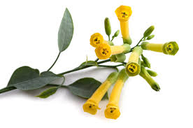 Image result for Nicotiana glauca