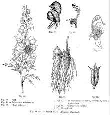 Aconit Napel Jpg Dessins Des Plantes Du Jardin Dessin Plante Dessin Plante