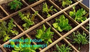 Membuat Kebun Sayur Di Lahan Sempit Dijamin Berhasil Seputar Informasi Dan Inspirasi
