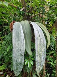 Image result for Bersama lucens