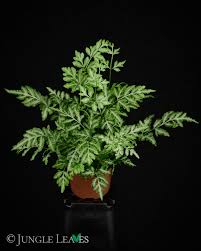 Image result for Pteris