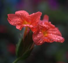 Kanakambaram By Sreekumar A 500px Flowers Plants Nature