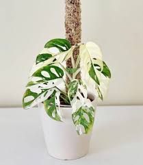 Monstera Adansonii Houseplant Care Guide That Planty Life House Plant Care Cool Plants Plants