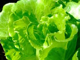 Image result for Lactuca sativa