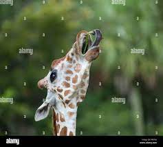 Prehensile tongue hi-res stock photography and images - Alamy