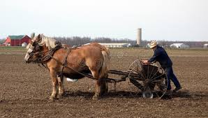 نتیجه جستجوی لغت [workhorses] در گوگل