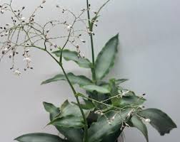 Image result for Murdannia tenuissima