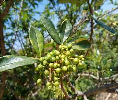 Image result for Toddalia crenulata