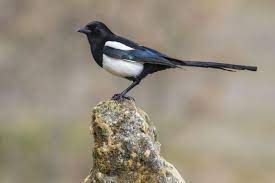 Any of various birds of the family corvidae having a long tail and black, blue. Eurasian Magpie A True Bird Brain Britannica