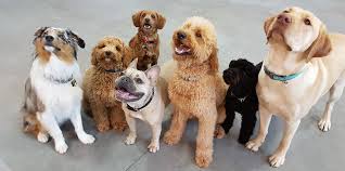 Find a veterinary center with a natural vet, holistic vet, homeopathic vet or alternative vet for pet acupuncture, canine acupuncture or pet massage for holistic pet care in our green resources guide. Woofur