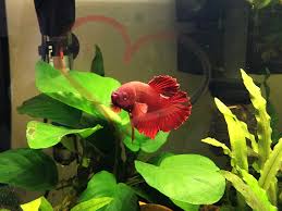 Hello There Welcome To The World Of Bettas How To Play With Your Betta Fish