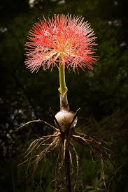 Image result for Stylochaeton borumensis