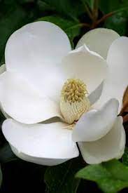 A Closeup Of A Southern Magnolia Flower Reveals Its Relation To The Lotus It Has A Marvelous Lemony Perfume Flowering Trees Pretty Flowers Beautiful Flowers