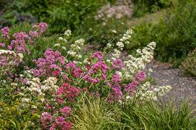 Image result for Centranthus