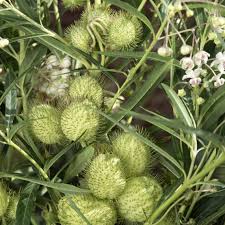 Image result for Gomphocarpus fruticosus