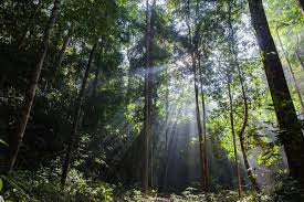 The park, situated about 125 miles (200 km) northeast of kuala lumpur, occupies 1,677 square miles (4,343 square km). Taman Negara Rainforest A Tropical Paradise Mutiara Taman Negara