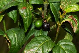 Image result for Rytigynia sp. N