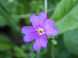 Image result for Malcolmia maritima