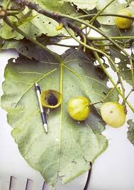 Image result for Hernandiaceae