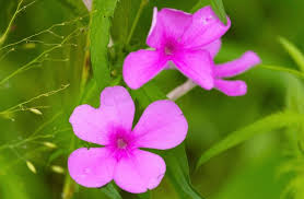 Image result for Cycnium