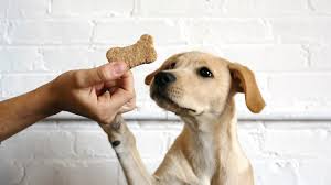 Calming Pet Treats and How They Help Your Pet Feel Safe and Balanced