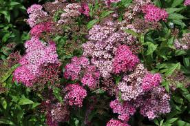 Image result for Spiraea x bumalda ´Crispa