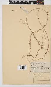 Image result for Eriosema vanderystii